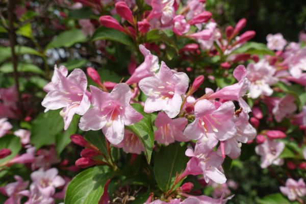Cost of Weigela Pruning Service in Lake Havasu City