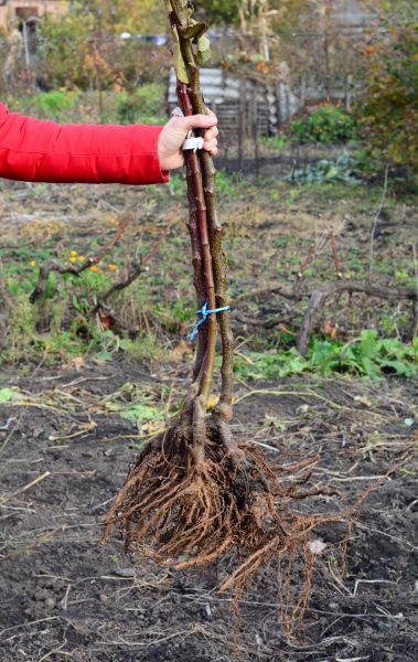 Cost of Shrub Root Removal in Lake Havasu City