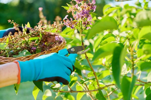 Cost of Lilac Trimming Service in Lake Havasu City