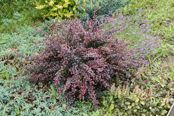 Cost of Japanese Barberry Removal in Lake Havasu City