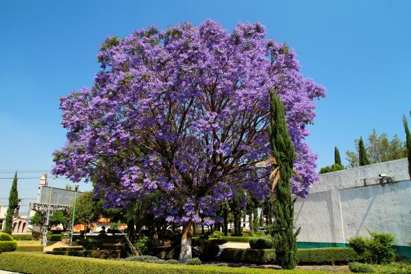 Cost of Jacaranda Pruning in Lake Havasu City
