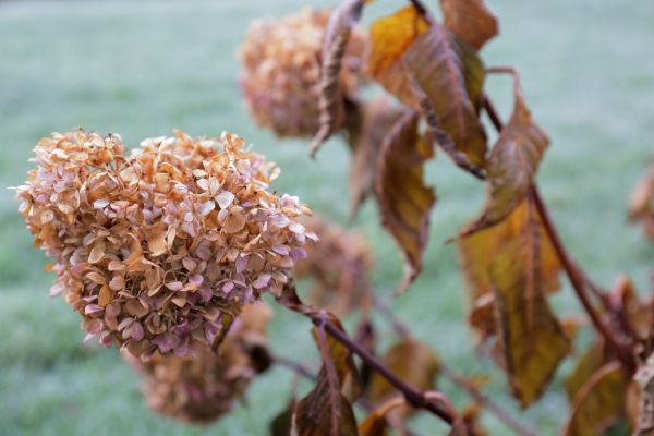 Cost of Hydrangea Removal in Lake Havasu City