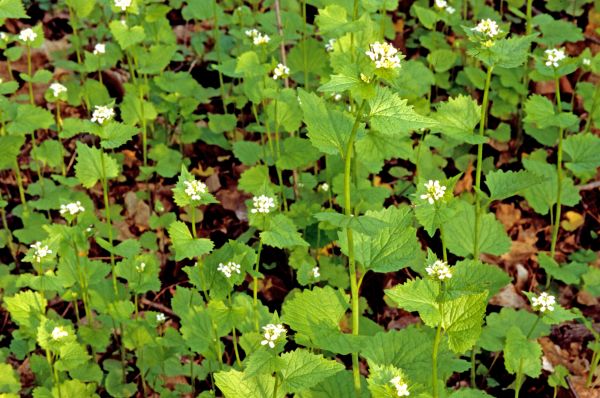 Cost of Garlic Mustard Removal in Lake Havasu City
