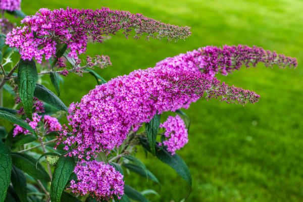 Cost of Butterfly Bush Removal in Lake Havasu City