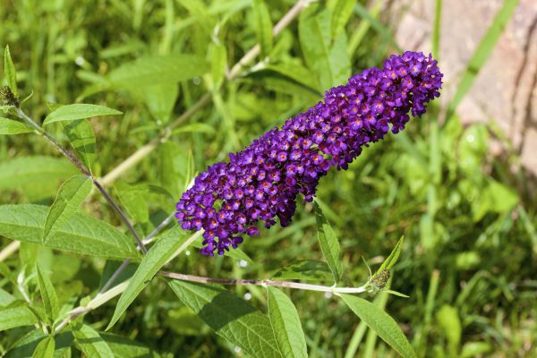 Butterfly Bush Pruning in Lake Havasu City