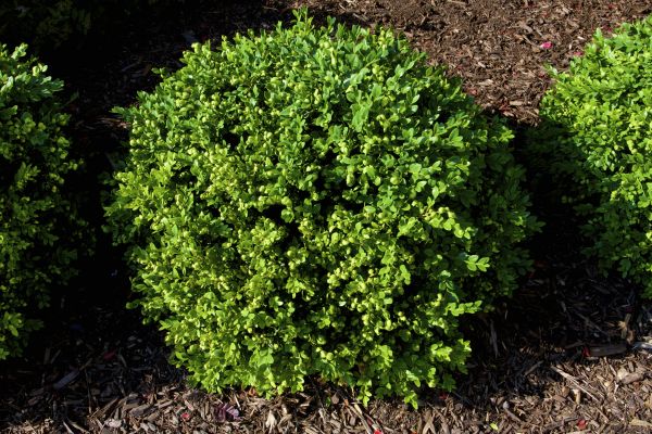 Cost of Boxwood Removal in Lake Havasu City