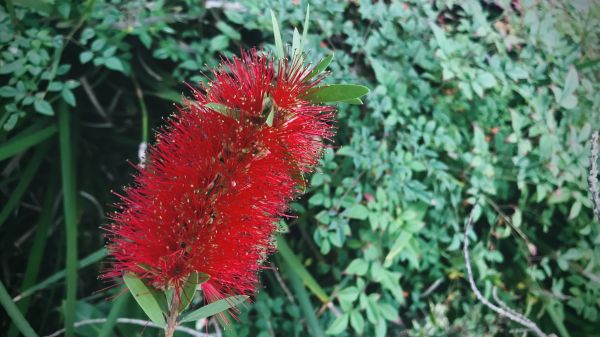 Cost of Bottlebrush Pruning in Lake Havasu City