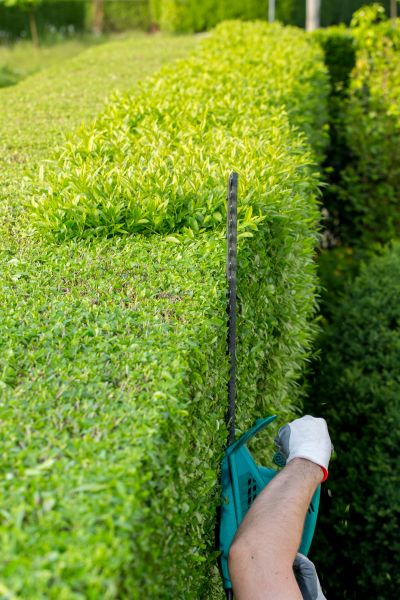 Hedge Trimming in Lake Havasu City