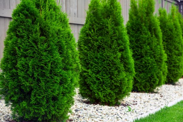 Cost of Arborvitae Trimming in Lake Havasu City