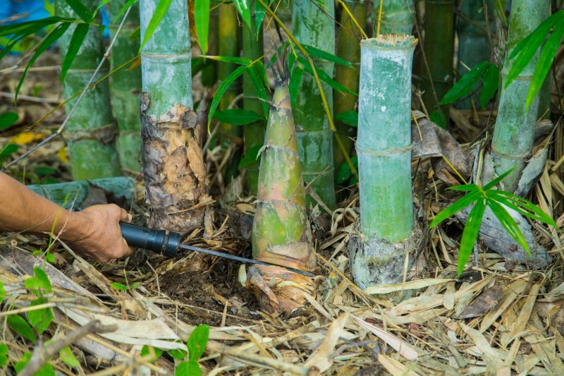 Bamboo Hedge Removal