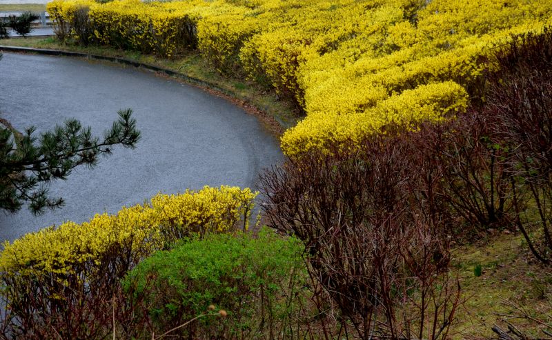 Forsythia Pruning