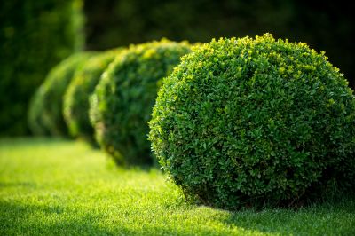 Neatly Trimmed Shrubs